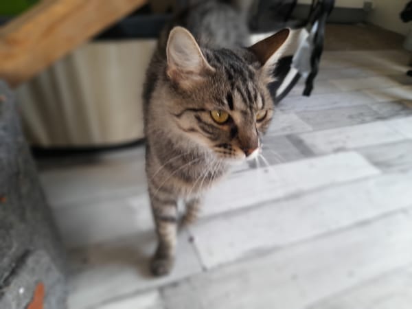 Astra chatte femelle