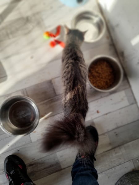 Astra chatte femelle