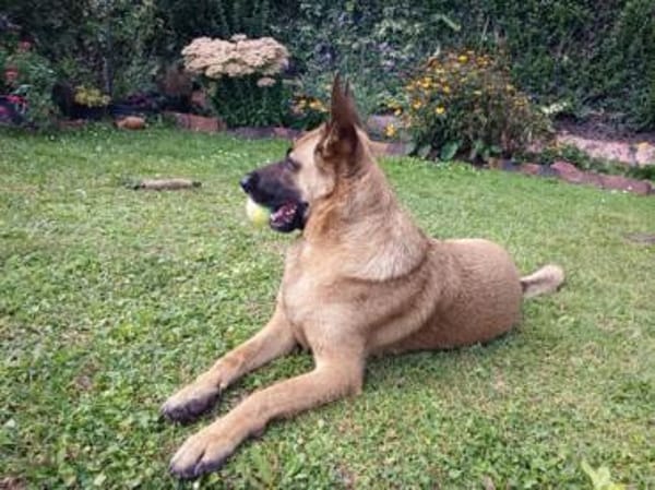 Runa sucht sportliche Menschen