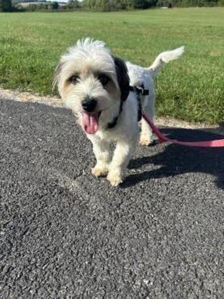 Liebevoller, kleiner Familienhund