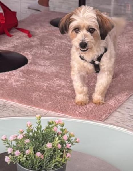 Liebevoller, kleiner Familienhund