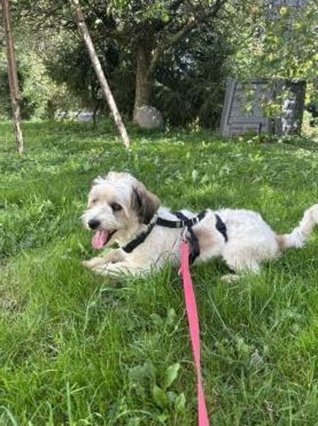 Liebevoller, kleiner Familienhund