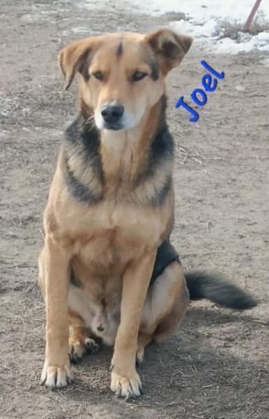 JOEL