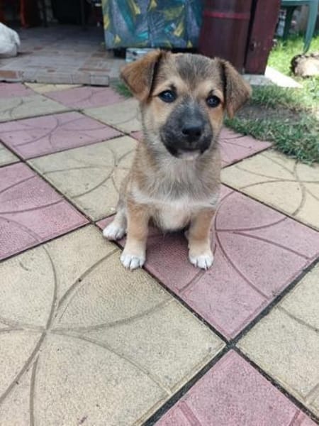 Aron sucht ein Zuhause