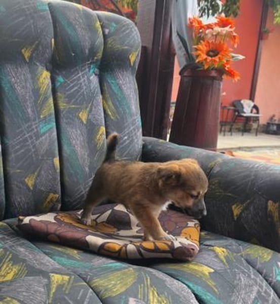 Aron sucht ein Zuhause