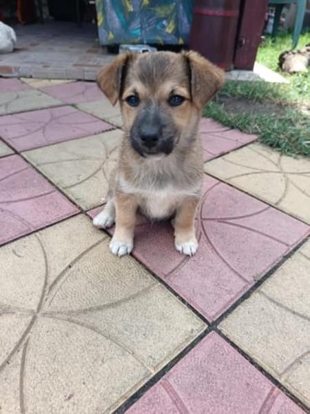 Aron sucht ein Zuhause