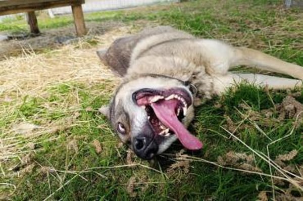 Finn sucht sein Für-Immer-Zuhause 🏠🐕