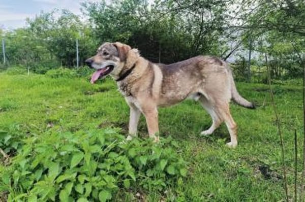Finn sucht sein Für-Immer-Zuhause 🏠🐕