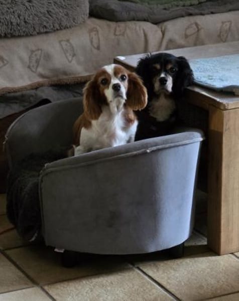 Pepe und Lexi suchen die Nadel im Heuhau
