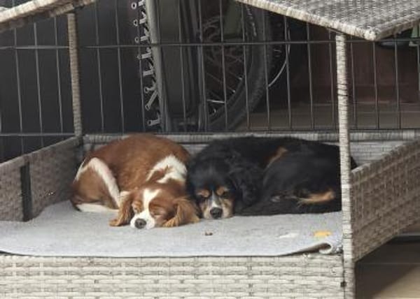 Pepe und Lexi suchen die Nadel im Heuhau