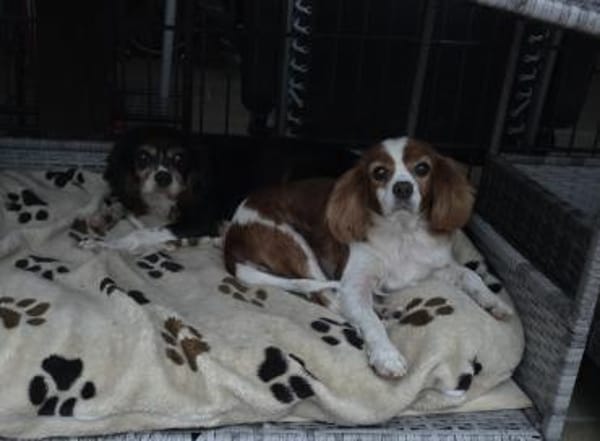 Pepe und Lexi suchen die Nadel im Heuhau
