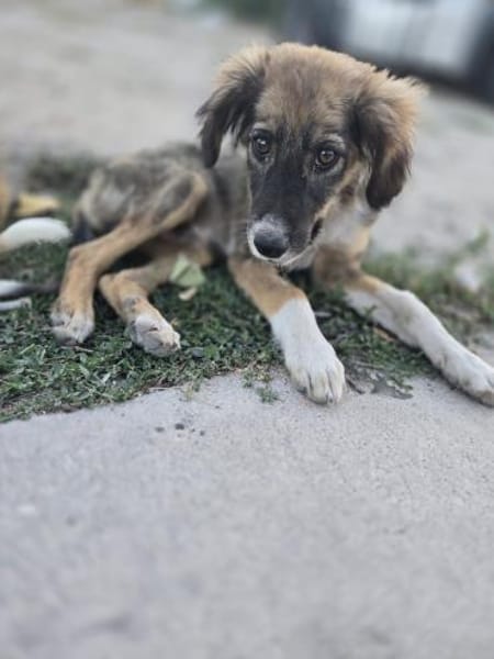 Luca - aufgeweckter Hundejunge