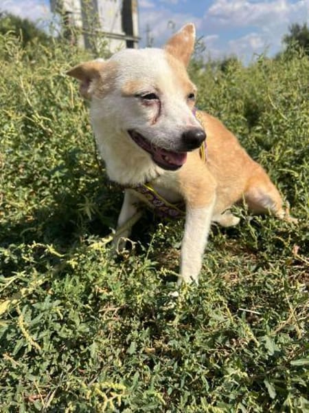 ❤🐾  TANJA, ruhig, freundliches Wesen