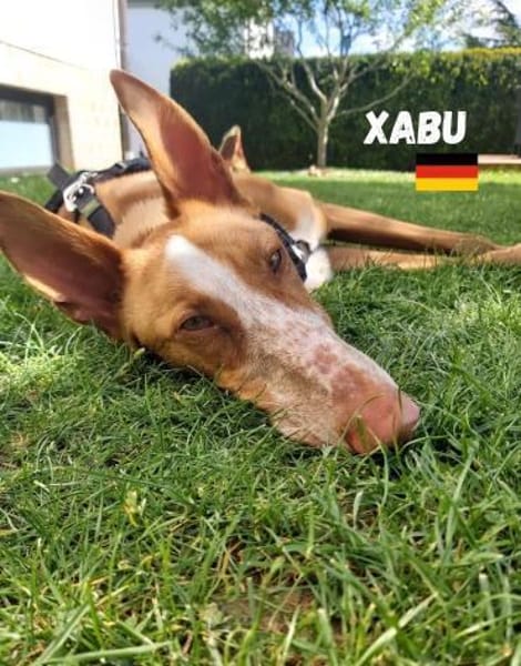 Xabu - Bildschöner Podenco