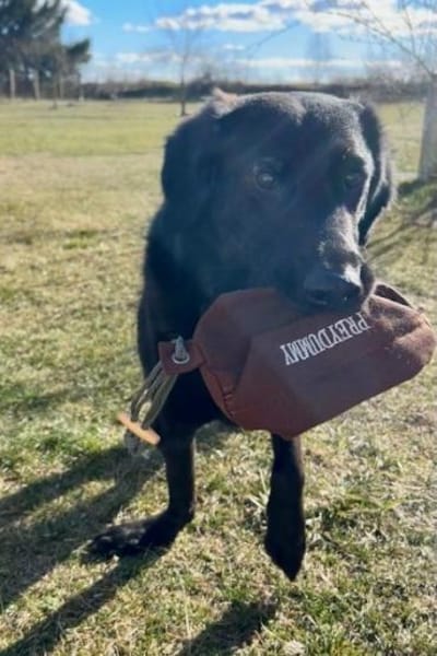 Blacky  startklar für seine Menschen