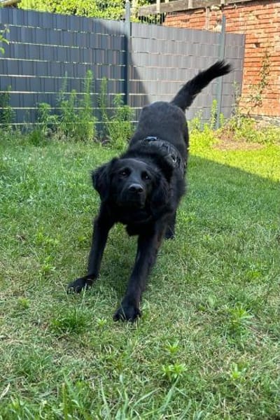 Blacky  startklar für seine Menschen