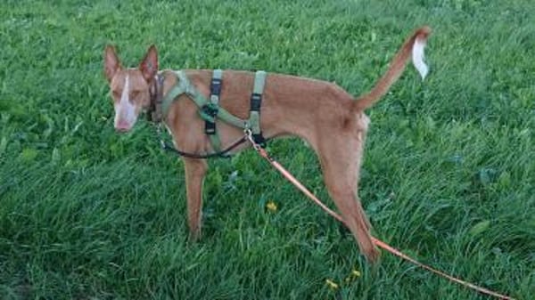 Xenon - Bildschöner Podenco