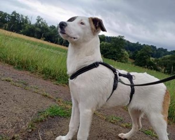 BUBBLES - liebe Seele sucht Endstelle