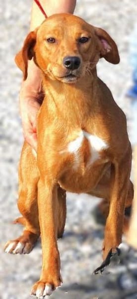 Hundeseele ANNIE 2