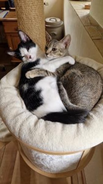 Geschwister Duo sucht neues Zuhause