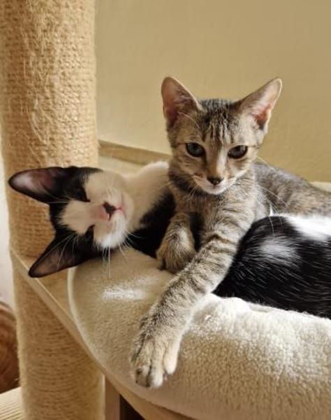 Geschwister Duo sucht neues Zuhause