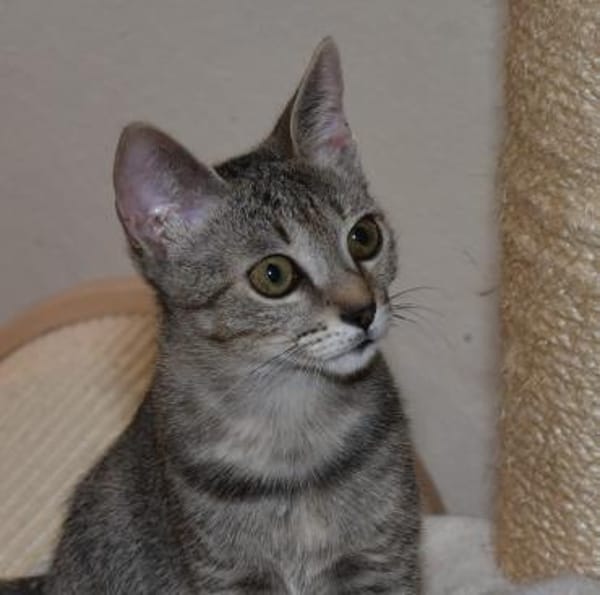 Geschwister Duo sucht neues Zuhause