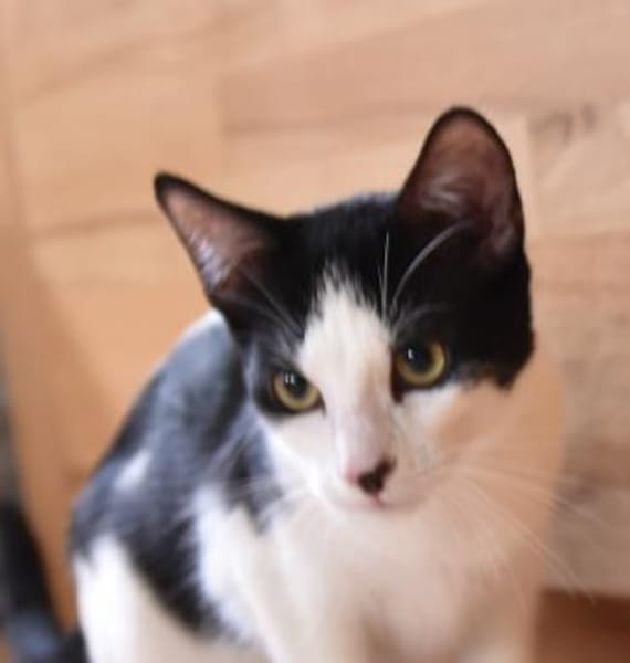 Geschwister Duo sucht neues Zuhause
