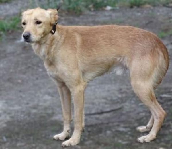 Hundejunge BONI