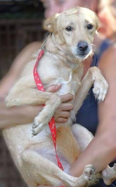 Hundejunge BONI