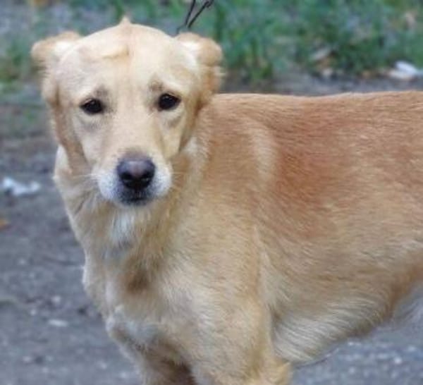 Hundejunge BONI