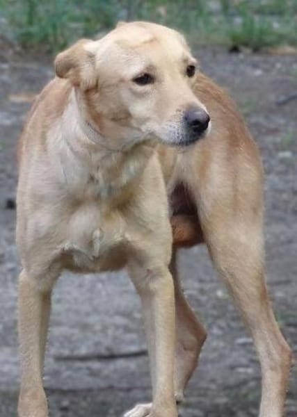 Hundejunge BONI