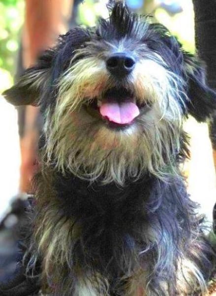 Der kleine DIXIE sucht Familie