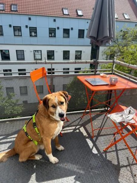 Kimbo: Sensibler Herzenshund mit großem