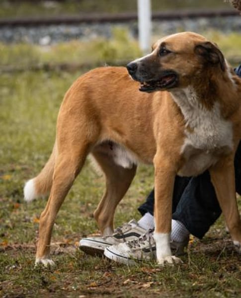 Kimbo: Sensibler Herzenshund mit großem