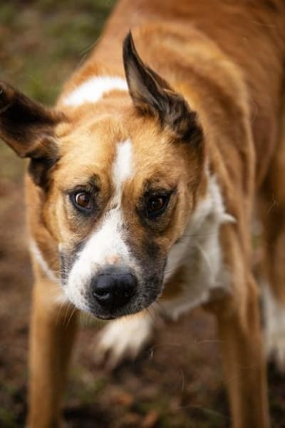 Kimbo: Sensibler Herzenshund mit großem