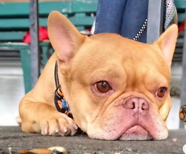 Französische Bulldogge sucht tolle Mensc