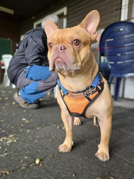 Französische Bulldogge sucht tolle Mensc