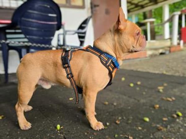 Französische Bulldogge sucht tolle Mensc