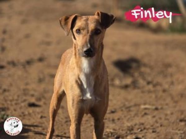 Finley