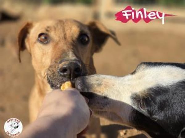 Finley