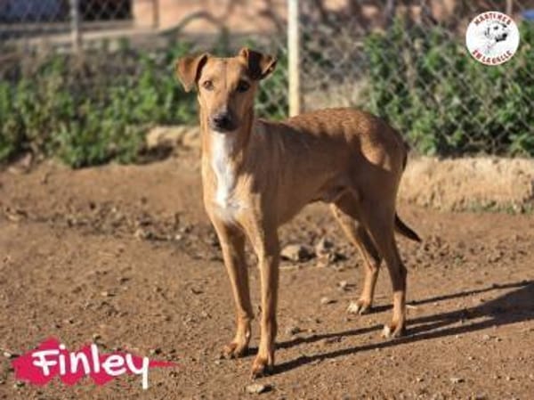 Finley