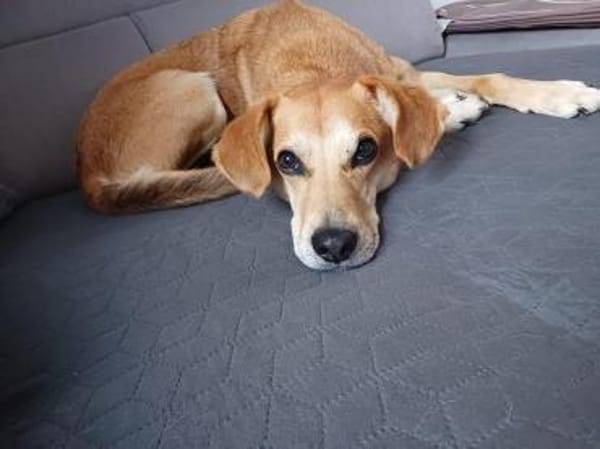 Murphy (*2020)auf PS in 94428 Eichendorf