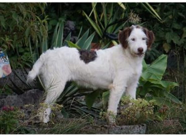 Zuhause für Lira gesucht