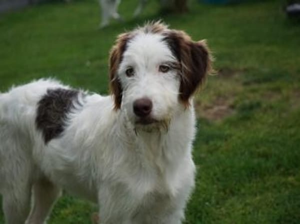 Zuhause für Lira gesucht