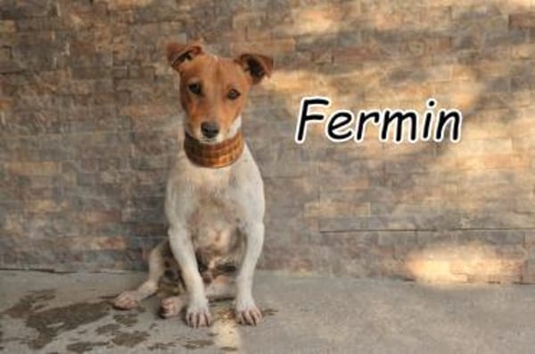 Fermin hat großes vor💖