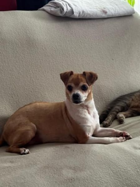 Ozzy sucht sein Zuhause
