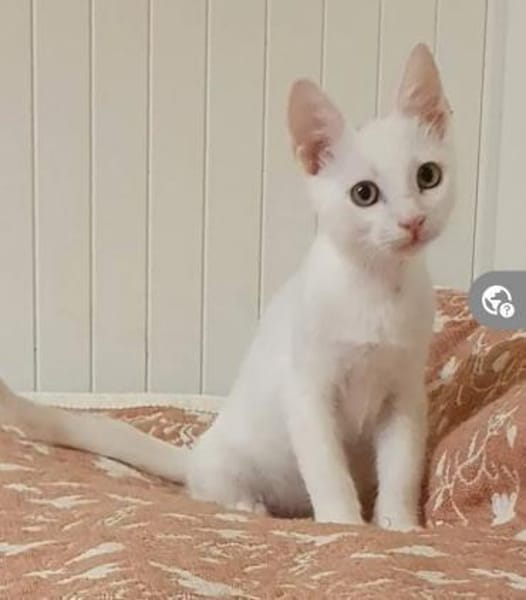 Azur ein verspielter kleiner Kater