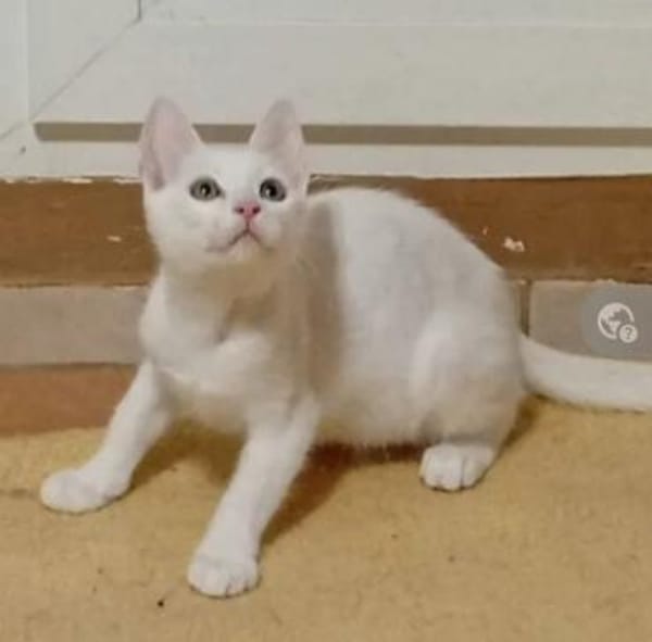 Azur ein verspielter kleiner Kater
