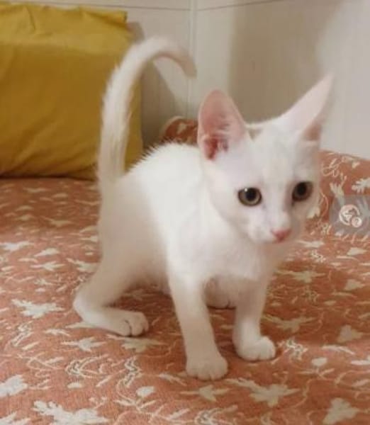 Azur ein verspielter kleiner Kater