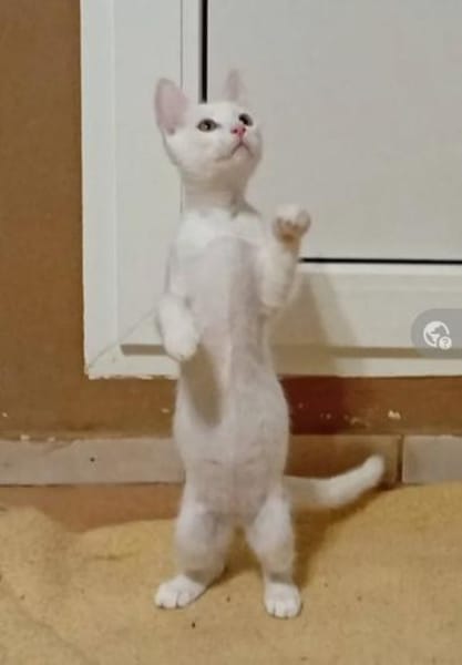 Azur ein verspielter kleiner Kater